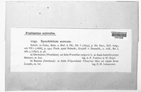 Synchytrium aureum image